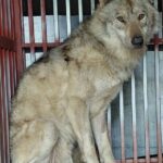 ‘늑구’ 탈출이 던진 과제…”3300억원 짜리 대전 오월드 재창조 사업 중단해야” : 네이트 뉴스