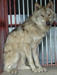 ‘늑구’ 탈출이 던진 과제…”3300억원 짜리 대전 오월드 재창조 사업 중단해야” : 네이트 뉴스