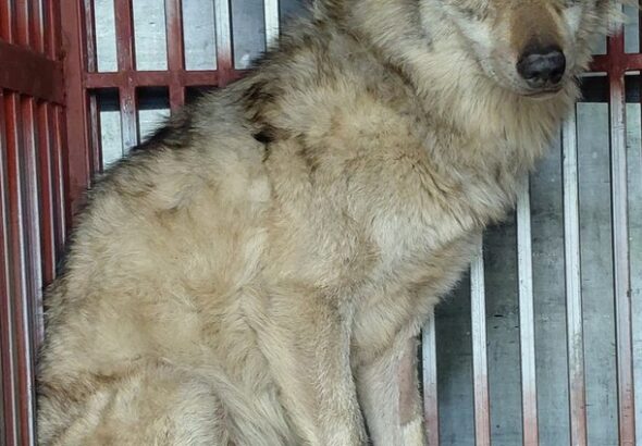 ‘늑구’ 탈출이 던진 과제…”3300억원 짜리 대전 오월드 재창조 사업 중단해야” : 네이트 뉴스