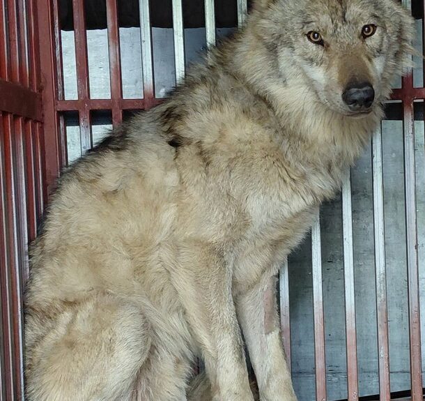 ‘늑구’ 탈출이 던진 과제…”3300억원 짜리 대전 오월드 재창조 사업 중단해야” : 네이트 뉴스